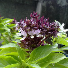 1000 Red Basil Thai Basil Non-GMO Vegetable Seeds