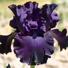 100 Midnight Revelry Iris Seeds