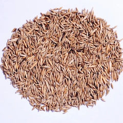 100 Bambusa burmanica Gamble Bamboo Seeds (Thysostachys siamensis Gamble)