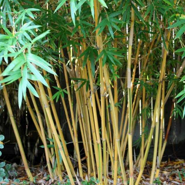 Bamboo plants with green leaves and yellowish stalks in a natural setting.