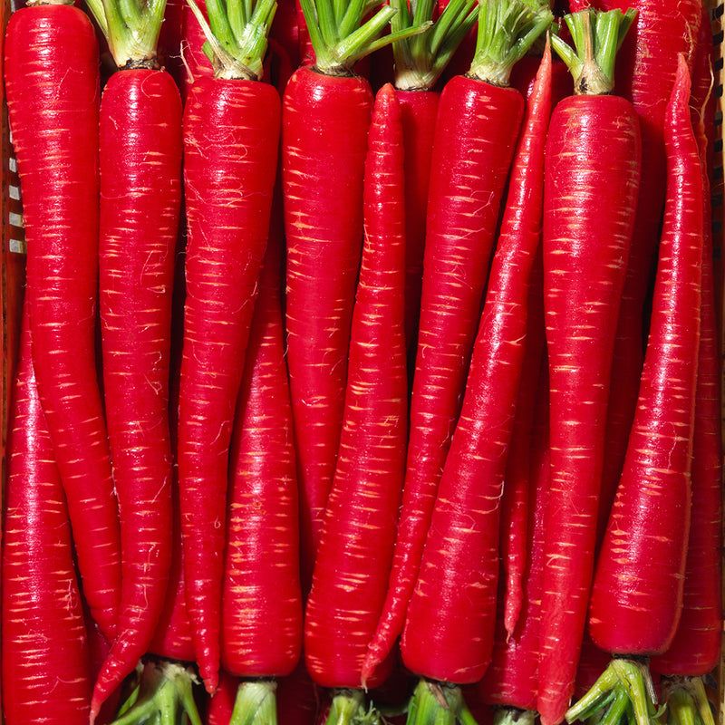 400 Kyoto Red Carrot Seeds