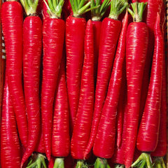 400 Kyoto Red Carrot Seeds