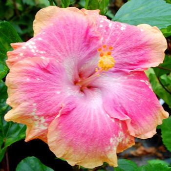 100 Blush of Youth Hibiscus Hardy Flower Perennials Seeds