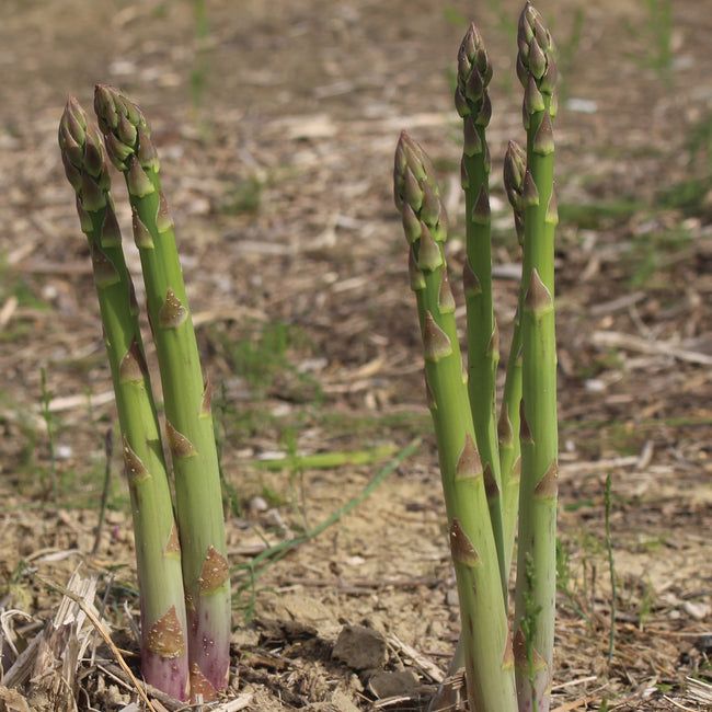 50 Mary Washington Asparagus Vegetable Seeds