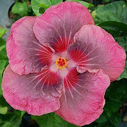 100 Sweet Persuasion Hibiscus Hardy Flower Perennials Seeds