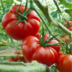 100 Beefsteak Giant Tomato Vegetable Heirloom Seeds