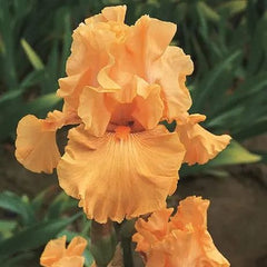 100 Mango Entree Iris Seeds