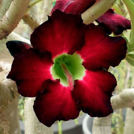 15 Thai Blackberry Adenium Obesum Double layer Desert Rose Seeds