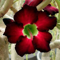 15 Thai Blackberry Adenium Obesum Double layer Desert Rose Seeds