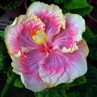 100 Taiwan Vanilla Lovers Hibiscus Hardy Flower Perennials Seeds