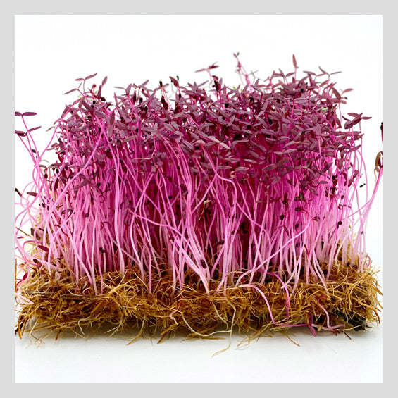 300 Red Amaranth Sprouts Microgreen Seeds