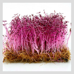 300 Red Amaranth Sprouts Microgreen Seeds
