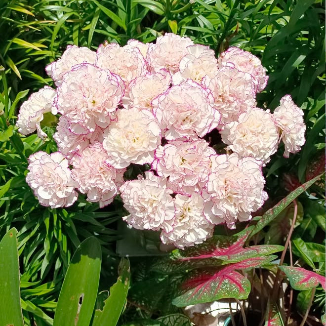 Pink flowers with green leaves in a garden setting