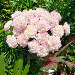 Pink flowers with green leaves in a garden setting