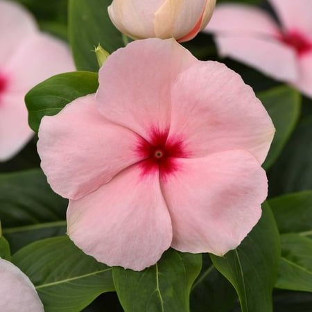 100 Pink Vinca Flower Seeds Madagascar Periwinkle