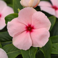 100 Pink Vinca Flower Seeds Madagascar Periwinkle