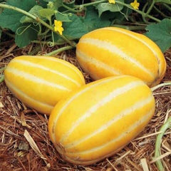50 Golden Muskmelon Yellow Thai Melon Seeds
