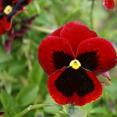 100 Red Alpenglow Pansy Flower Seeds