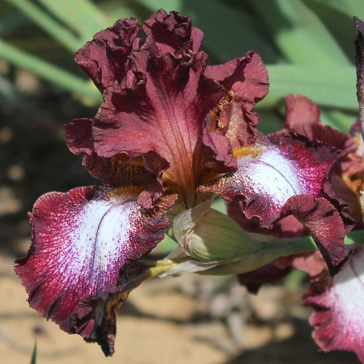 100 Moise Iris Seeds