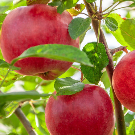 Red apples on a tree branch with green leaves