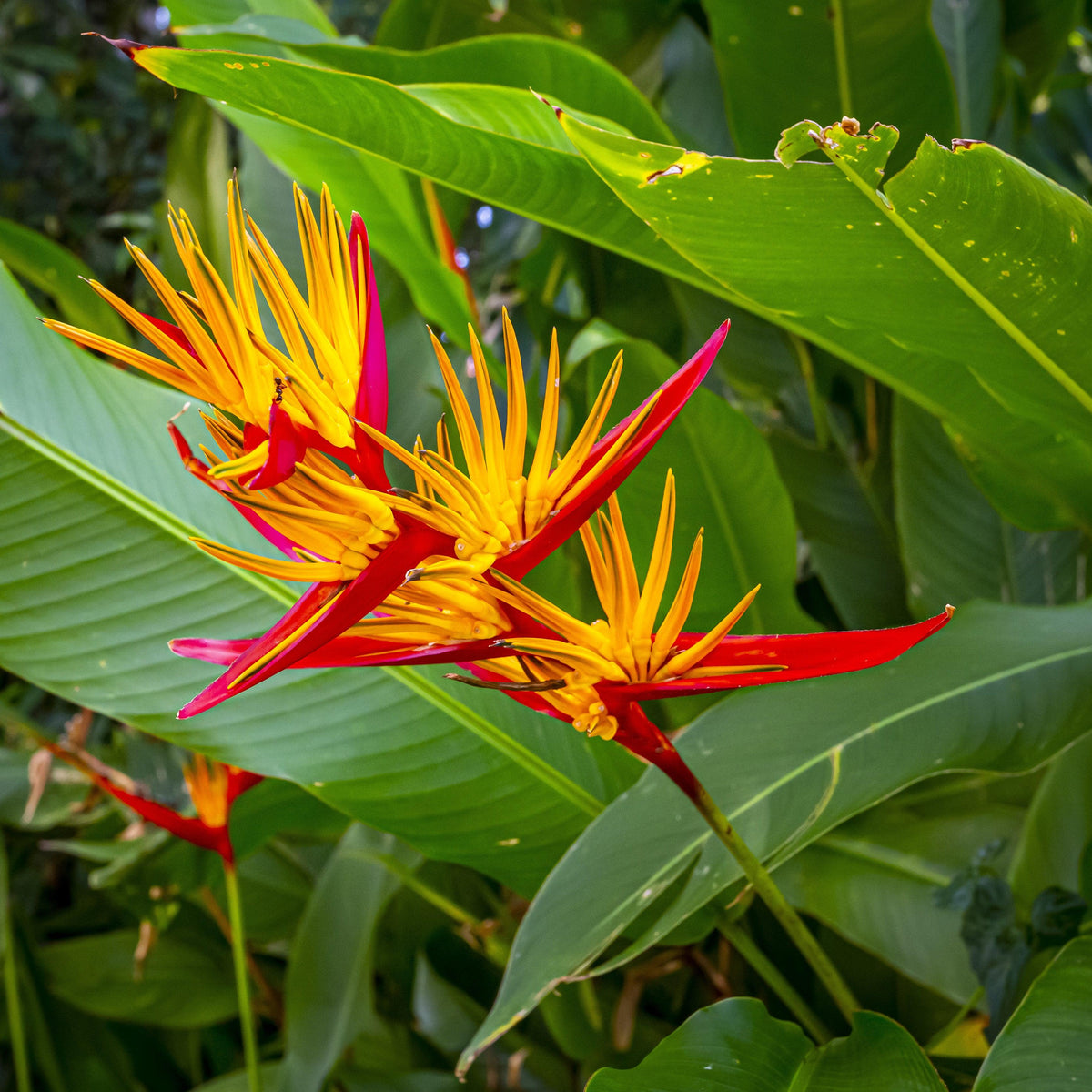 10 Seeds Mapro Bird of Paradise Strelitzia Flower Seeds.