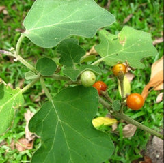 35 Solanum Indicum Solanum Violaceum African Eggplant Seeds
