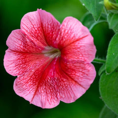 1000 Celebrity Petunia Seeds Grandiflora, Multiflora, Milliflora Perennial Flowers Annual Seeds (Flower)