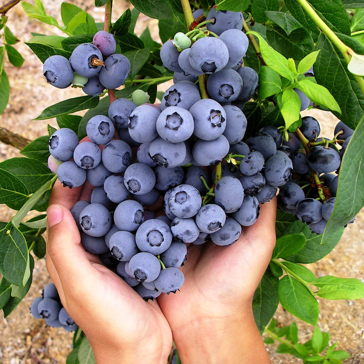 100 Duke Blueberries Perennial Dwarf Fruit Tree Seeds