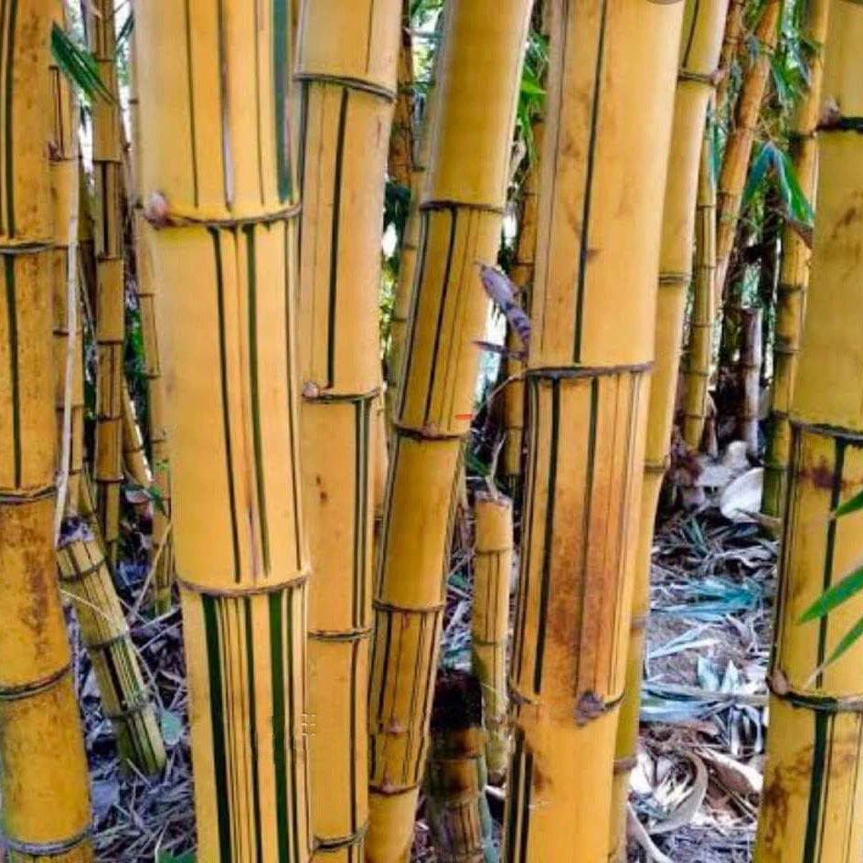 Close-up of yellow bamboo stalks with green stripes in a natural setting.