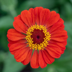 100 Red Zinnia California Giant Flower Seeds Big Blooms