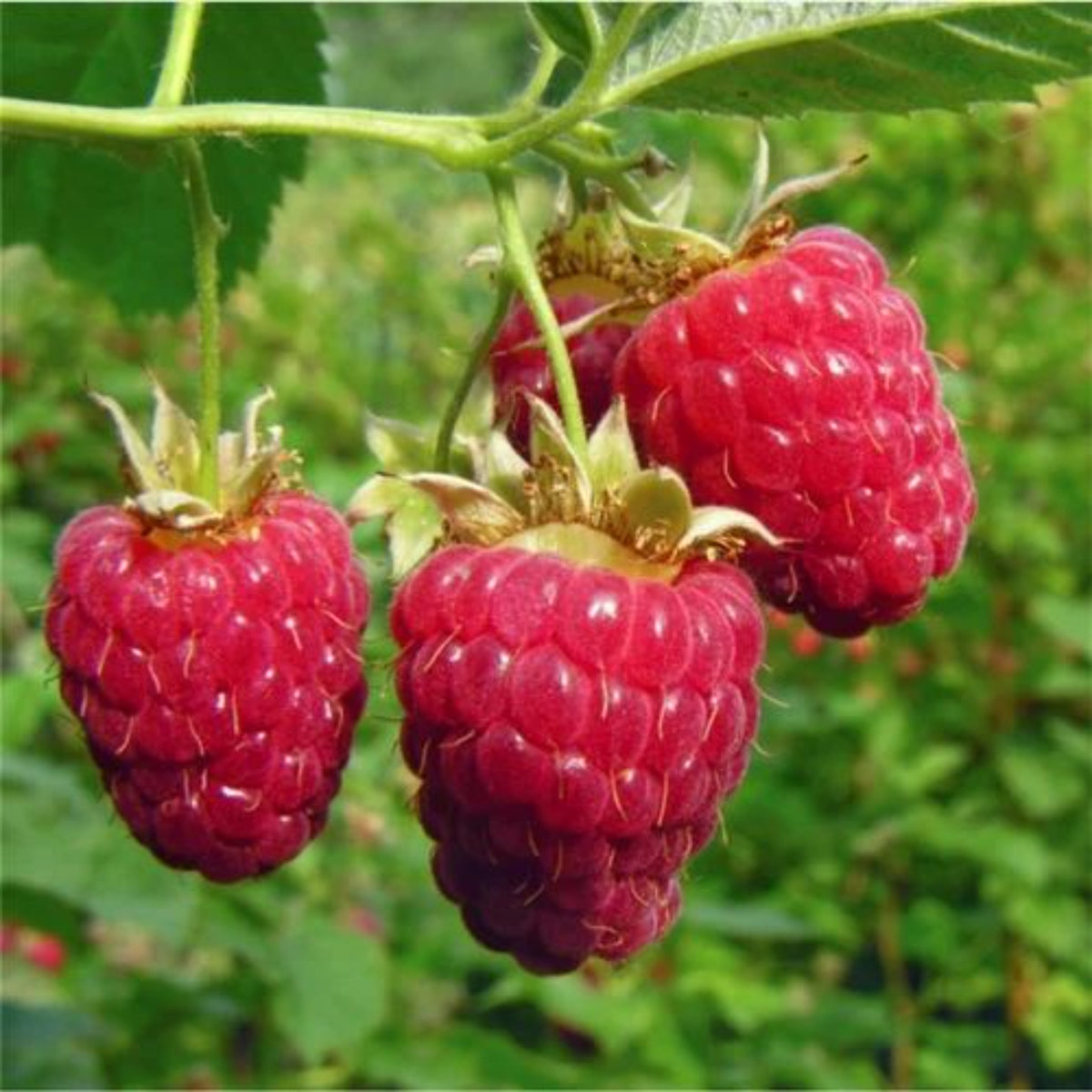 100 Giant Red Raspberry Seeds (Fruit)