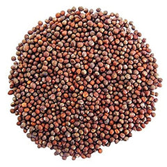 100 Calabrese Broccoli Vegetable Seeds