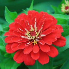 100 Red Zinnia Flower Seeds (Flower Plants)