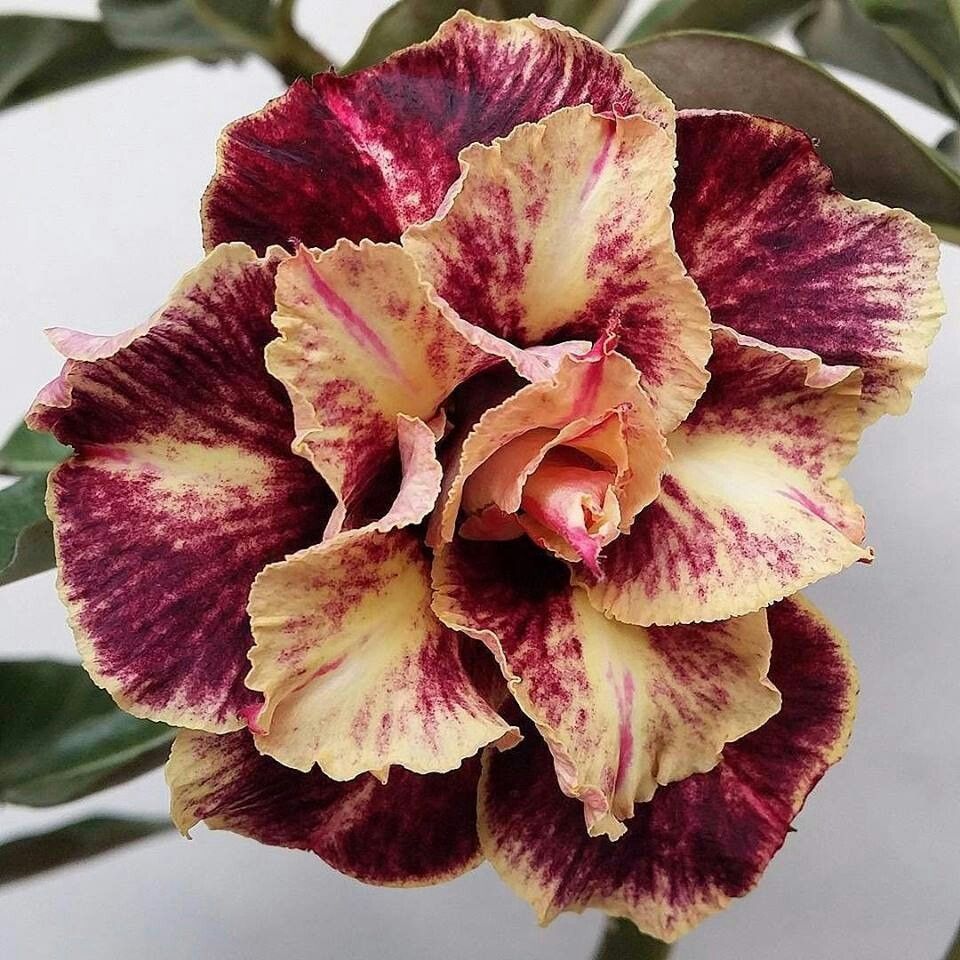 15 Thai Manoo Rose Adenium Obesum Double layer Desert Rose Seeds