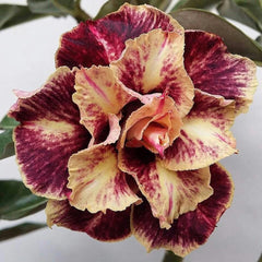 15 Thai Manoo Rose Adenium Obesum Double layer Desert Rose Seeds