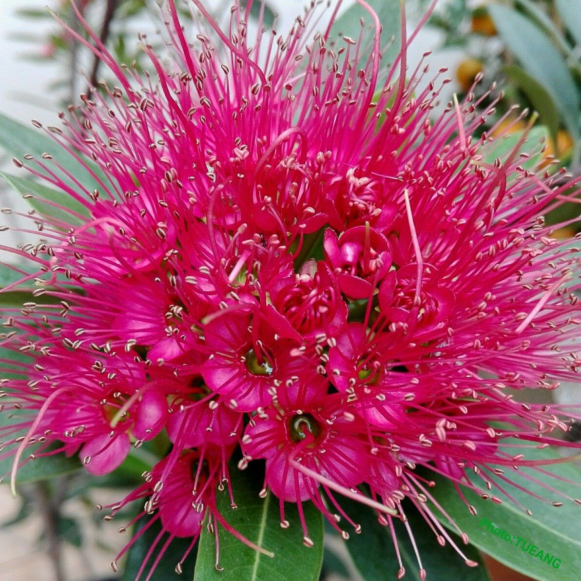 Close-up of a pink flower with green leaves