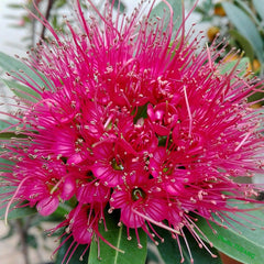 Close-up of a pink flower with green leaves