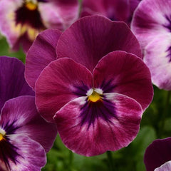 100 Raspberry Pansy Flower Seeds