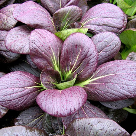 300 Tapai Red Pak Choi Bok Choy Seeds Flowering Cabbage