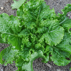 300 GreenIce Lettuce Vegetable Heirloom Non-Gmo Seeds