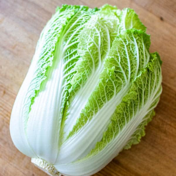 500 Giant Korean Cabbage Vegetable Brassica Heirloom Seeds varieties Napa Cabbage