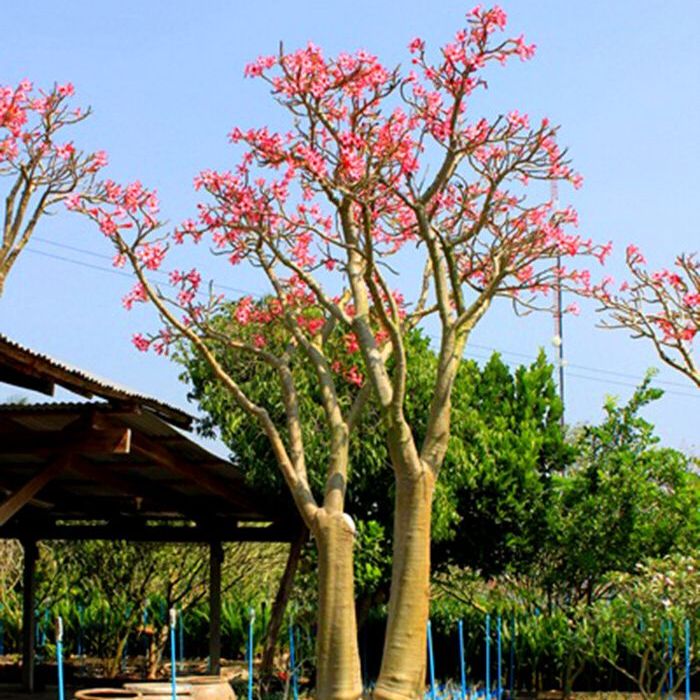 15 Thai Yak Adenium Obesum Desert Rose Seeds