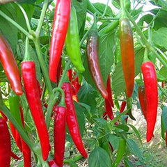 100 Gochujang King Korean Chili Pepper Seeds