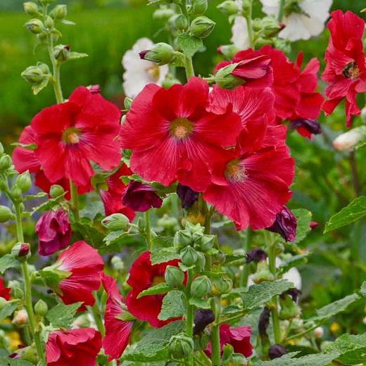 100 Mars Magic Hollyhocks Alcea Rosea Flower Seeds