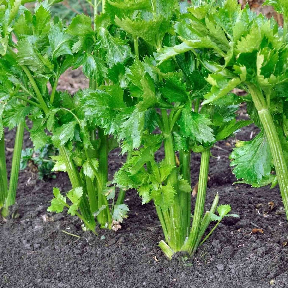 300 Utah Celery Vegetable Heirloom Seeds Non-Gmo