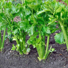 300 Utah Celery Vegetable Heirloom Seeds Non-Gmo