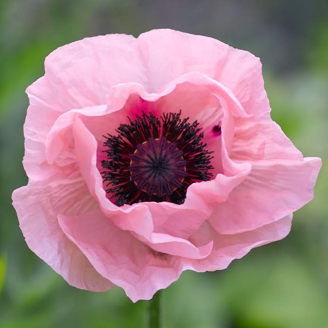 2000 Pink Oriental Poppy Flower Seeds
