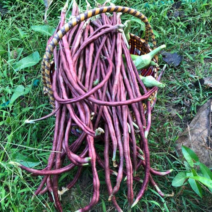 50 Purple Bush Bean Seeds
