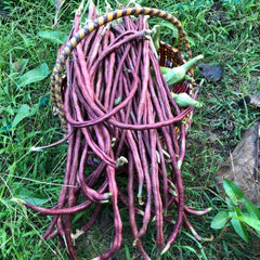 50 Purple Bush Bean Seeds
