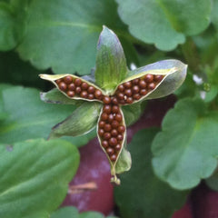 100 Karma Strawberry Cream Pansy Flower Seeds